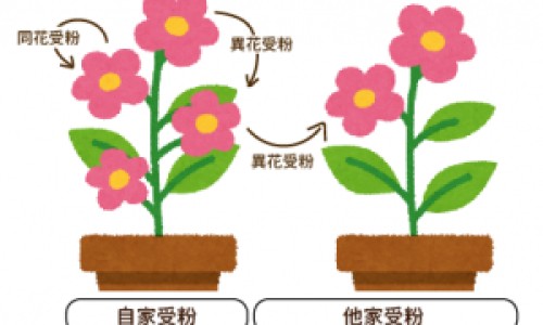 淋病跟普通尿路感染区别图片-淋病跟普通尿路感染区别网 :分享淋病跟梅毒的区别-淋病和尿道炎是一种病吗知识